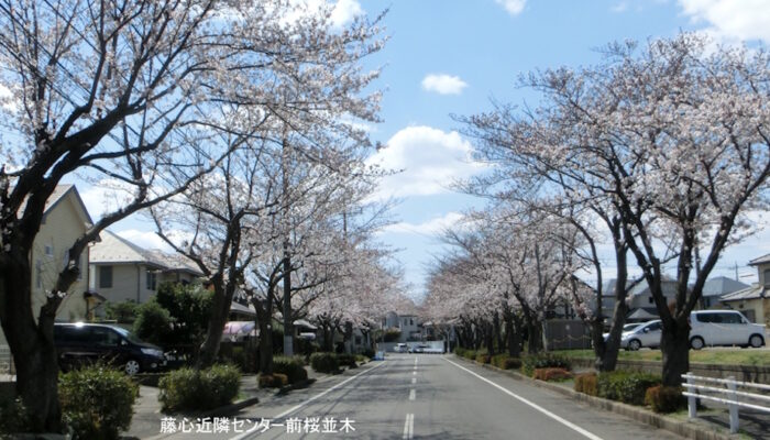 藤心近隣センター前桜並木922x600